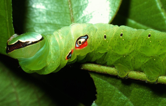 Figura 2 Larva <i>Hapigia repandens</i> (Notodontidae), color verde último estadio, posición cabeza y tórax, mide 53 mm aproximadamente. Planta hospedera <i>Machaerium seemannii</i> (Fabaceae). Voucher: 03-SRNP-11901-DHJ75983.jpg.