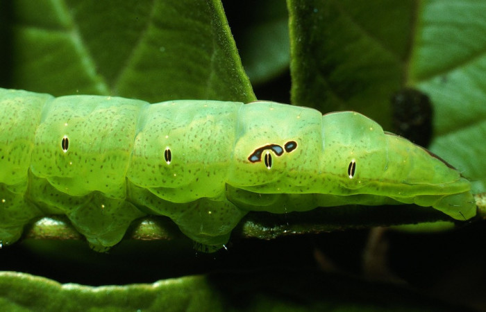 Figura 4. Larva <i>Hapigia repandens</i> (Notodontidae), color verde último estadio, posición parte trasera, mide 53 mm aproximadamente. Planta hospedera <i>Machaerium seemannii</i> (Fabaceae). Voucher: 03-SRNP-11901-DHJ75986.jpg.