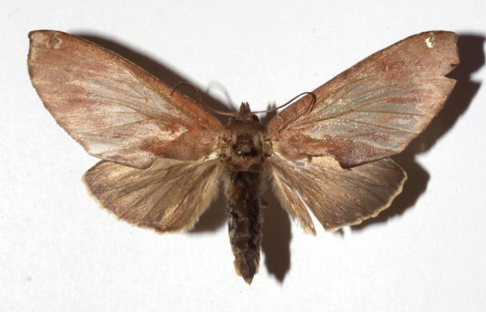 Figura 9. Adulto de <i>Hapigia repandens</i> (Notodontidae) mide 64 milímetros, posición dorsal, parte enfocada el torax y alas. Voucher: 17-SRNP-943-DHJ930154.