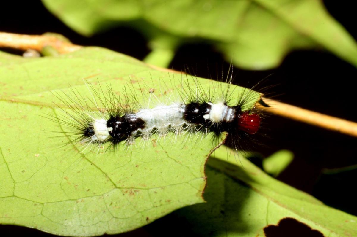 Scaptius vinasia (Erebidae) - Área de Conservación Guanacaste