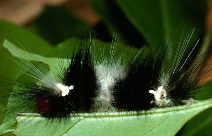 Parte lateral de <i>Scaptius vinasia</i> (Erebidae). Penúltimo estadio. Voucher: 02-SRNP-19716-DHJ70167.jpg.