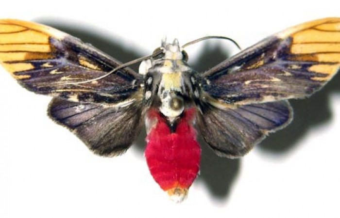 Adulto de <i>Scaptius vinasia</i> (Erebidae). Macho. Voucher: 07-SRNP-36188-DHJ376918.