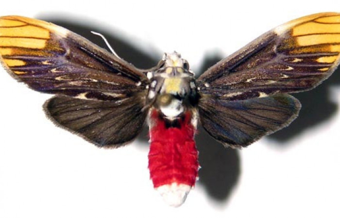 Adulto de <i>Scaptius vinasia</i> (Erebidae). Macho. Voucher: 03-SRNP-6222-DHJ92228.