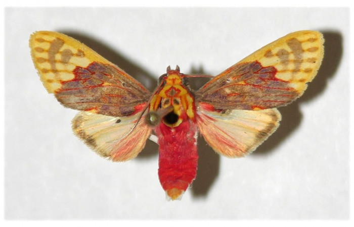 Adulto de <i>Scaptius obscurata</i> (Erebidae). Macho .Voucher: 04-SRNP-23801-DHJ316232.