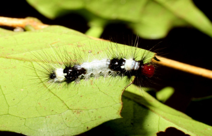 Parte dorsal de <i>Scaptius vinasia</i> (Erebidae). Penúltimo estadio. Voucher: 10-SRNP-35104-DHJ472309.jpg.