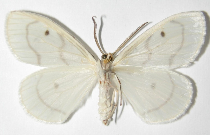 Figura 2. Adulto de <i>Leucula meganira</i> (Macho), vista ventral (00-SRNP-11331-DHJ325459)