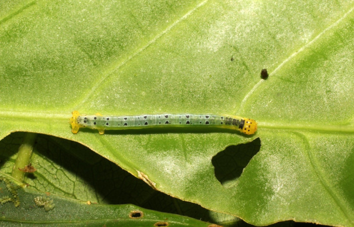 Figura 5. Larva <i>Leucula meganira</i>, Geometridae, vista dorsal (17-SRNP-35485-DHJ734433).