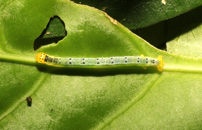 Figura 6. Larva <i>Leucula meganira</i>, Geometridae, vista dorsal cabeza. (17-SRNP-35485-DHJ734434).