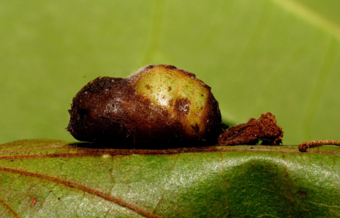 Fig. 7 Pupa <i>Arcas gozmanyi</i> (Lycaenidae), vista dorsal mide 20mm. Estacion Cacao, Sector Cacao, 1150m.10-SRNP-35334-DHJ473705.jpg