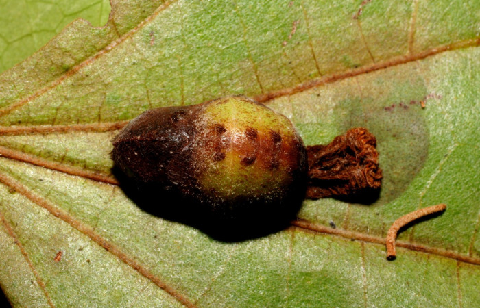 Fig. 8 Pupa <i>Arcas gozmanyi</i> (Lycaenidae), vista dorsal mide 20mm. Estacion Cacao, Sector Cacao, 1150m.10-SRNP-35334-DHJ473706.jpg