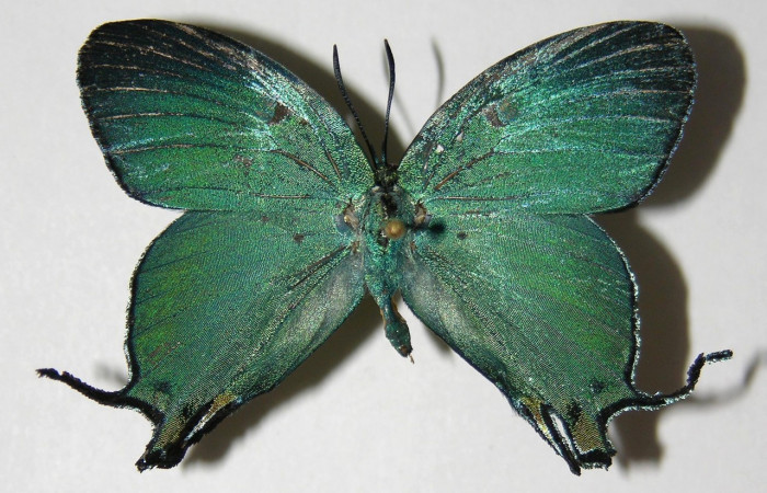 Fig. 9 Adulto <i>Arcas cypria</i> (Lycaenidae), vista dorsal mide 40mm. Amonias, Sector Pitilla, 390m. 06-SRNP-30623-DHJ334932.