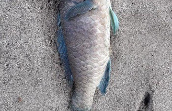Especie muerta a causa de la Marea Roja en el Pacífico, 5 de noviembre 2018, Playa Naranjo, Sector Santa Rosa, Foto: Guery Dinarte Morales