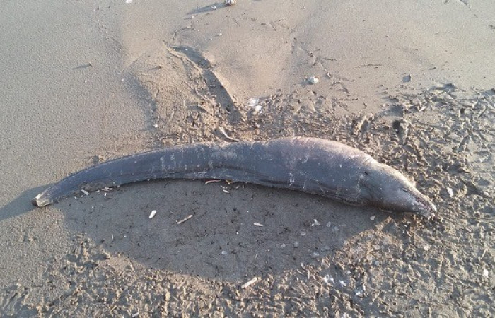 Especie muerta a causa de la Marea Roja en el Pacífico, 5 de noviembre 2018, Playa Naranjo, Sector Santa Rosa, Foto: Adrián Rivera