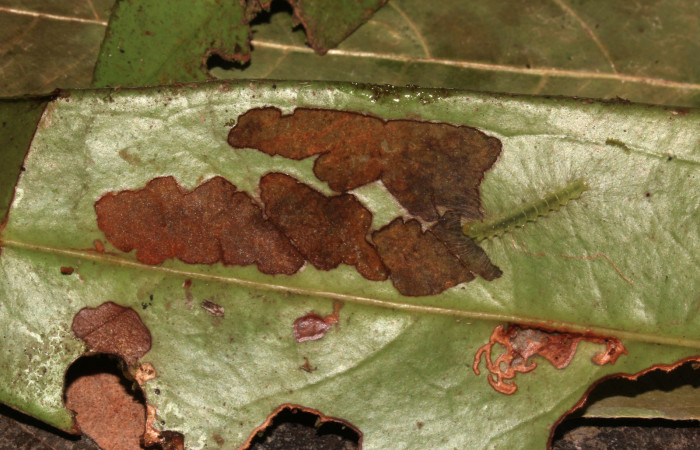 Figura 4. Larva <i>Elaeognatha melanosticta</i> (Nolidae). Mostrando como va dejando la hoja de <i>Satyria panurensis</i> (Ericaceae). Vista dorsal. Estadío intermedio 15 mm. Foto: 4 junio 2021. Voucher: 21-SRNP-30853-DHJ779787.jpg.
