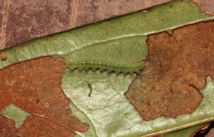 Figura 7. Larva <i>Elaeognatha melanosticta</i> (Nolidae). Vista dorsal, estadío intermedio 15 mm. Foto: 4 junio 2021. Voucher: 21-SRNP-30853-DHJ779793.jpg.