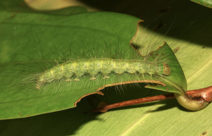 Figura 8. Larva <i>Elaeognatha melanosticta</i> (Nolidae). Vista lateral, penúltimo estadío, 32 mm. Foto: 16 junio 2021. Voucher: 21-SRNP-30853-DHJ779808.jpg.