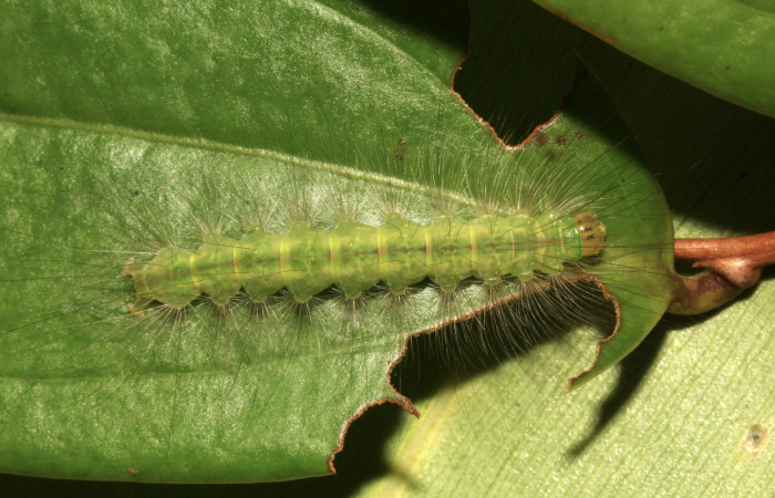 Figura 9. Larva <i>Elaeognatha melanosticta</i> (Nolidae). Vista dorsal, penúltimo estadío, 32 mm. Foto: 16 junio 2021. Voucher: 21-SRNP-30853-DHJ779809.jpg.