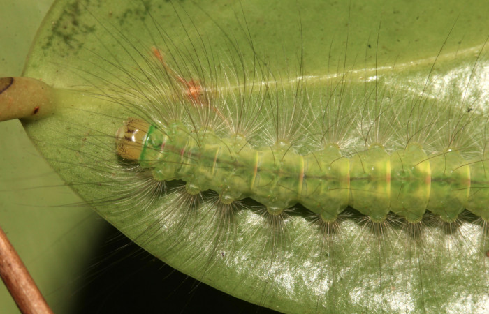 Figura 10. Larva <i>Elaeognatha melanosticta</i> (Nolidae). Vista dorsal tórax, mostrando la cabeza con las rayas negras, penúltimo estadío, 32 mm. Foto: 16 junio 2021. Voucher: 21-SRNP-30853-DHJ779810.jpg.