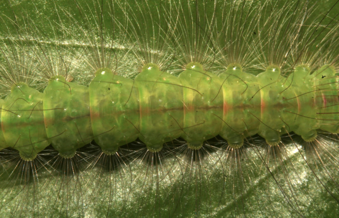 Figura 13. Larva <i>Elaeognatha melanosticta</i> (Nolidae). Vista central dorsal, mostrando la línea roja, último estadío, 32 mm. Foto: 19 junio 2021. Voucher: 21-SRNP-30853-DHJ779815.jpg.