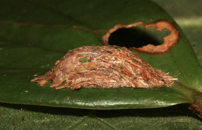 Figura 15. Capullo de <i>Elaeognatha melanosticta</i> (Nolidae). Vista lateral del capullo, 20 mm. Foto: 27 junio 2021. Voucher: 21-SRNP-30853-DHJ787098.jpg.
