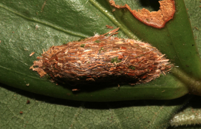 Figura 16. Capullo de <i>Elaeognatha melanosticta</i> (Nolidae). Vista dorsal del capullo, 20 mm. Foto: 27 junio 2021. Voucher: 21-SRNP-30853-DHJ787099.jpg.