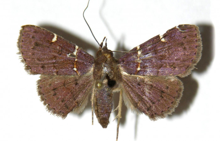   Fig.3  Adulto <i>Antiblemma anguinea</i> dorsal. Voucher: 04-SRNP-3993-DHJ315374.jpg