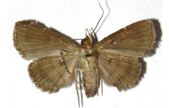 Fig.4 Adulto <i>Antiblemma anguinea</i>  ventral. Voucher: 04-SRNP-3993-DHJ315375.jpg