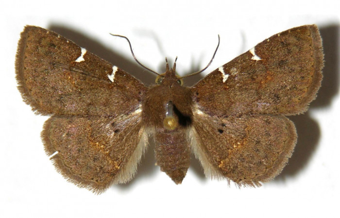   Fig.5  Adulto <i>Antiblemma laranda</i> dorsal. Voucher: 01-SRNP-6901-DHJ315370.jpg