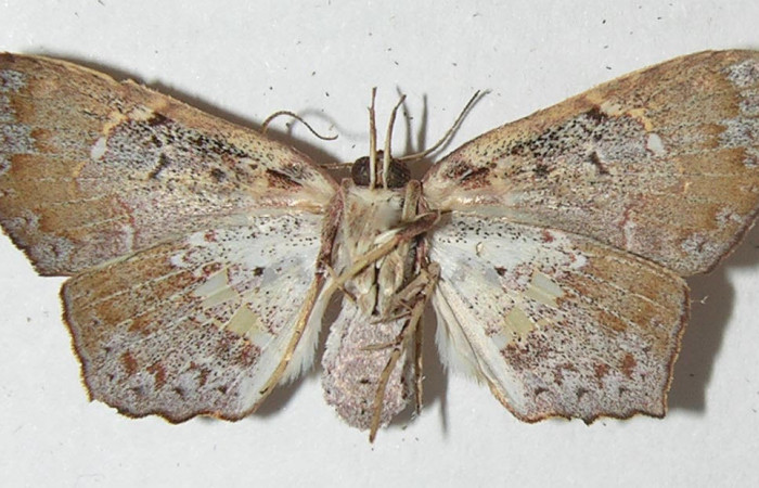 Fig.2 Vista ventral de hembra, <i>Yidalpta</i> auragalisDHJ02 (Erebidae), eclosionó 11 julio 2011, Sector Brasilia, Gallinazo, 360mts. (11-SRNP-65419-DHJ547847.jpg.)