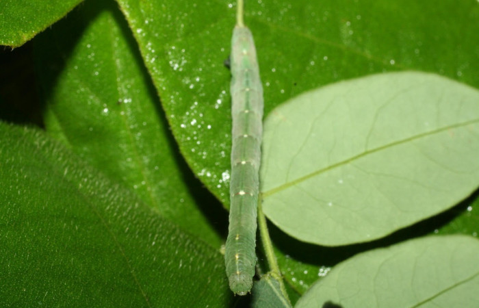 Fig.6 Vista dorsal de larva <i>Yidalpta</i> auragalisDHJ02, (Erebidae) se colectó 18 de junio 2012, Sector El Hacha, Estación Los Almendros, 290mts(12-SRNP-21093-DHJ493261.jpg).