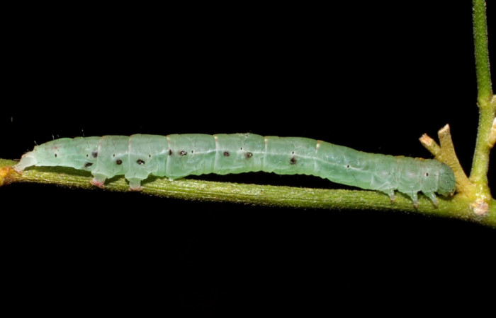 Fig.7 Observamo larva con agujeros negros donde salieron los parásitos<i>Yidalpta</i> auragalisDHJ01, (Erebidae) se colectó 25 de octubre 2005, Sector Pitilla, Pasmompa, 440mts. (05-SRNP-34533-DHJ424318.jpg).