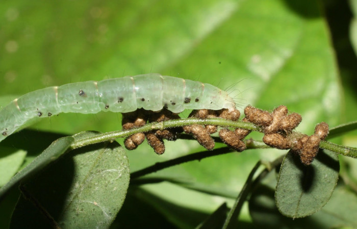 Fig.8 Observamo larva con agujeros negros y capullos de Glyptapanteles paulhansoni (Braconidae) <i>Yidalpta</i> auragalisDHJ02, (Erebidae) se colectó 07 de junio 2012, Sector El Hacha, Estación Los Almendros, 290mts. (12-SRNP-21093-DHJ493264.jpg.).