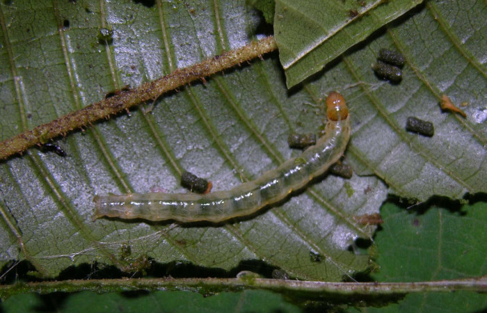 Fig.11 Larva <i>Ategumia</i> lotanalisDHJ02, mostrando la espalda dorsal, en hoja de <i>Miconia albertobrenesii</i> (Melastomataceae). Voucher: 05-SRNP-30453-DHJ405624.jpg.