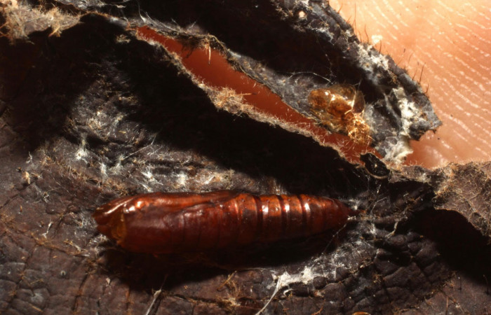 Fig. 16 Pupa de la larva <i>Ategumia matutinalis</i>, adentro parásitos <i>Leurus marjorietownesae</i> familia (Ichneumonidae). Voucher: 13-SRNP-75114-DHJ804652.jpg.