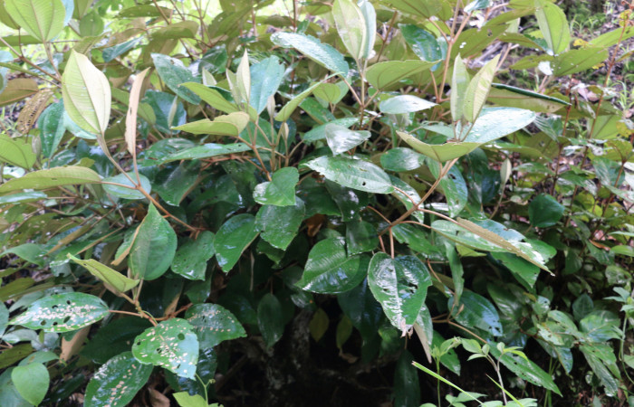 Fig.17 Planta <i> Miconia argentea</i> (Melastomataceae), hospedera de la larva <i> Ategumia lotanalis,</i>, (Crambidae), Sector Mundo Nuevo,  Punta Plancha. Foto Elieth Cantillano 29 Julio 2021.
