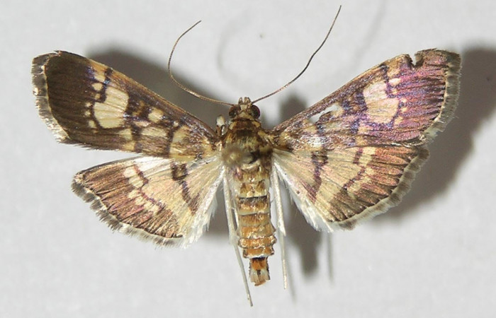 Fig.3 Adulto <i>Ategumia</i> lotanalisDHJ09, mostrando la parte dorsal.Voucher: 09-SRNP-76198-DHJ525128.