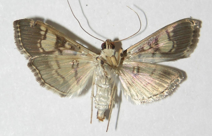 Fig.4 Adulto <i>Ategumia</i> lotanalisDHJ09, mostrando la parte ventral.Voucher: 09-SRNP-76198-DHJ525128.