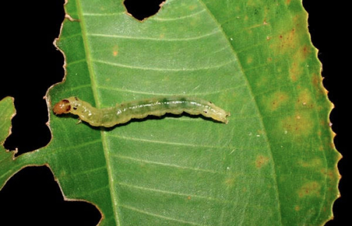Fig.6 Larva <i>Ategumia</i> lotanalisDHJ09, mostrando la parte dorsal, en hoja de <i>Miconia argentea</i> (Melastomataceae). Voucher: 06-SRNP-46765-DHJ417571.jpg.