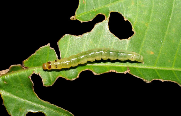 Fig.7 Larva <i>Ategumia</i> lotanalisDHJ09, mostrando la parte lateral entero, en hoja de <i>Miconia argentea</i> (Melastomataceae). Voucher: 06-SRNP-46765-DHJ417572.jpg.