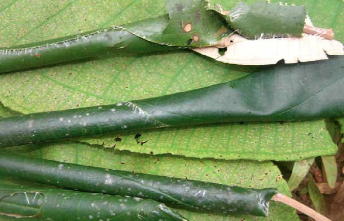 Fig.8 Larva <i>Ategumia lotanalis</i> mostrando larva dentro de su nido o casa hospedera, en hoja de <i>Miconia argentea</i> (Melastomataceae). Voucher: 05-SRNP-33827-DHJ424133.jpg.