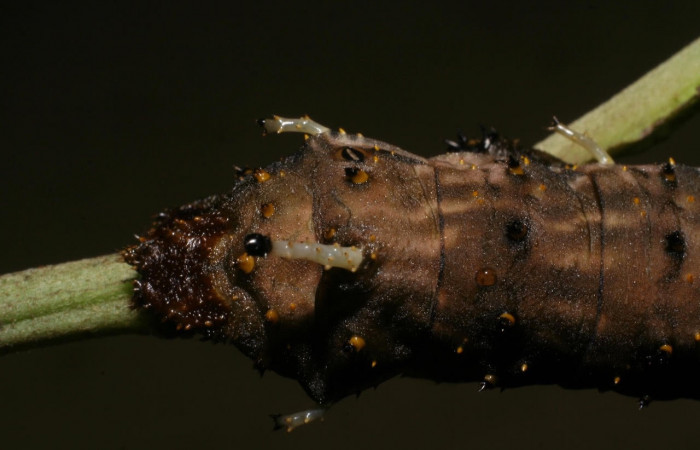 Figura 7. Larva <i>Citheronia bellavista</i> (Saturniidae), posición cola. En la planta <i>Lepidaploa tortuosa</i> (Asteraceae), Area de Conservación Guanacaste, Sector Rincón Rain Forest. 08-SRNP-42059-DHJ446684.jpg.