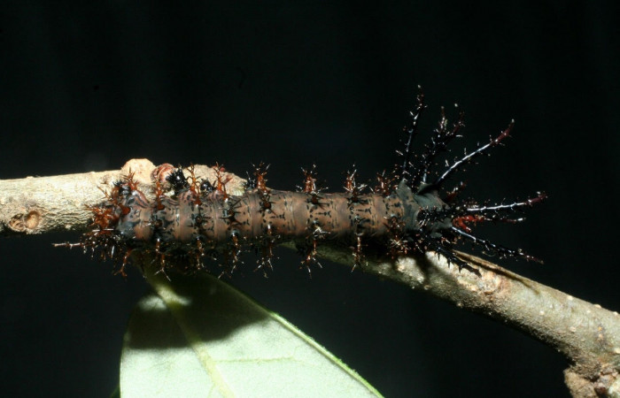 Figura 4. Larva <i>Citheronia bellavista</i> (Saturniidae), posición dorsal entero. Area de Conservación Guanacaste, Sector Santa Rosa. 09-SRNP-13680- DHJ454670.jpg.
