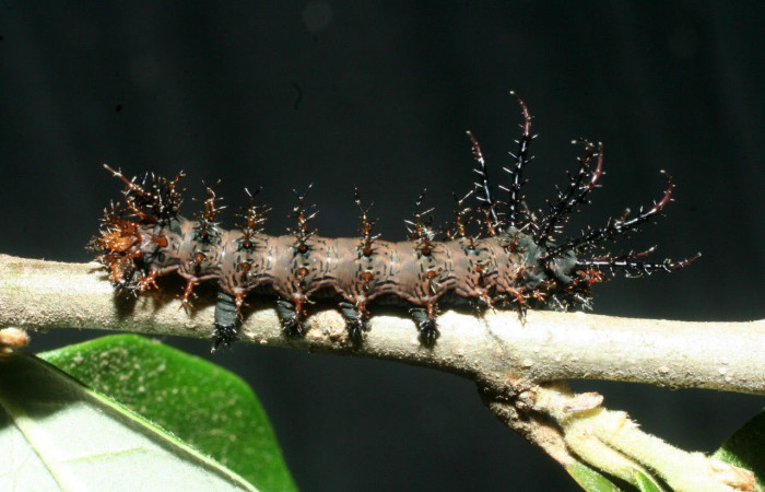 Figura 5. Larva <i>Citheronia bellavista</i> (Saturniidae), posición lateral entero. Area de Conservación Guanacaste, Sector Santa Rosa. 09-SRNP-13680- DHJ454671.jpg