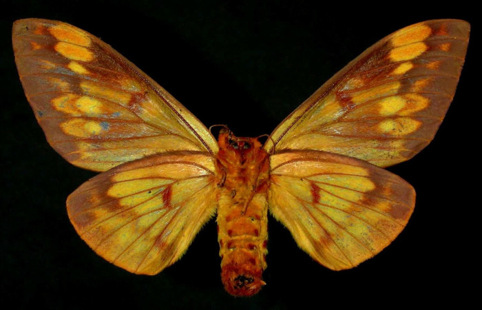 Figura 12. Adulto <i>Citheronia bellavista</i> (Saturniidae), hembra posición ventral. Área de Conservación Guanacaste, Sector Santa Rosa. 92-SRNP-1080- DHJ31135.