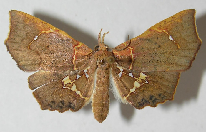 Fig.1. Adulto de <i>Yidalpta</i> auragalisDHJ01, en posición dorsal. Voucher : 11-SRNP-30894-DHJ544964.jpg.