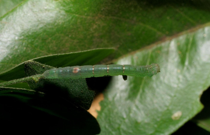 Fig.10. Larva de <i>Yidalpta</i> auragalisDHJ02 en posición lateral, de 18mm de logitud. Voucher : 06-SRNP-60071-DHJ418008.jpg.