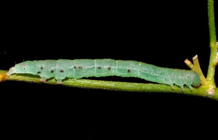 Fig.12. Larva de <i>Yidalpta</i> auragalisDHJ01 en posición dorsal, de 25mm de logitud. 05-SRNP-34533-DHJ424318.jpg.