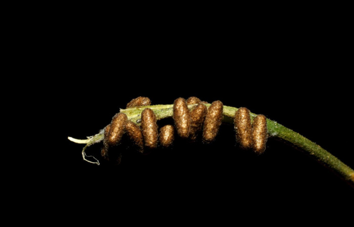 Fig.14. Capullos la familia (Braconidae), <i>Glyptapanteles paulhansoni</i>.  Voucher : 05-SRNP-34533-DHJ424322.jpg.