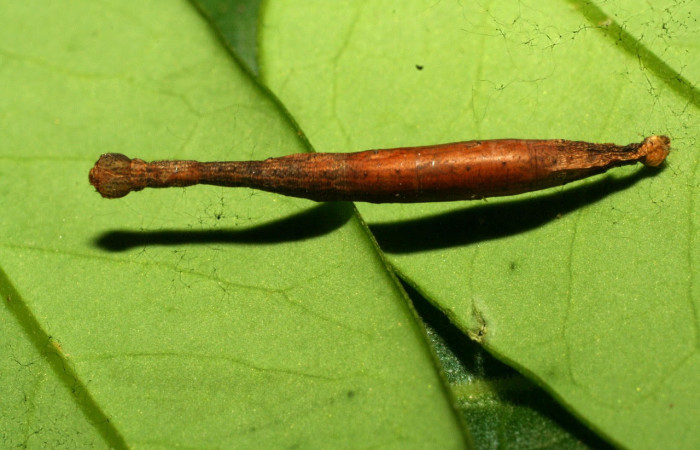 Fig.16. Mostrando capullo de (Braconidae), en larva de <i>Yidalpta</i> auragalisDHJ01. Voucher : 11-SRNP-31492-DHJ494320.jpg
