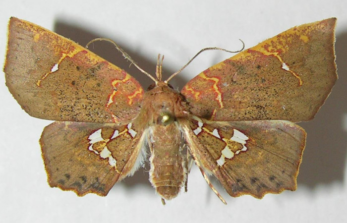 Fig.2. Adulto de <i>Yidalpta</i> auragalisDHJ02, en posición dorsal. Voucher : 11-SRNP-65421-DHJ547844.jpg.